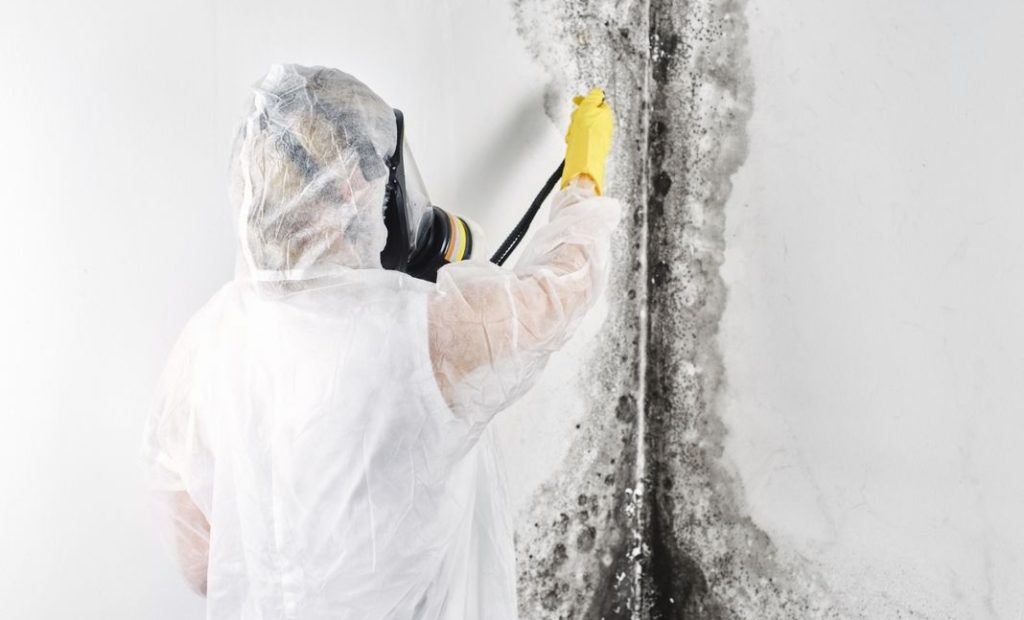 mold removal in charleston, sc